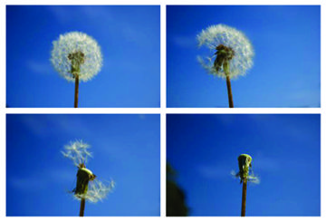 Servicios Funerarios a Previsión